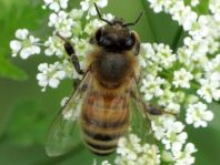 Apis mellifera, Honigbiene