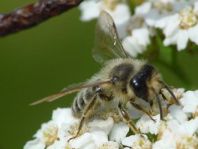 Apis mellifera, Honigbiene