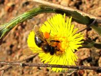 Bienen, Apiformes