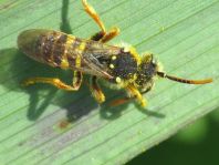 Nomada, Wespenbienen