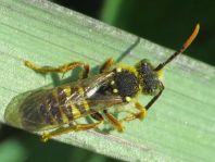 Nomada, Wespenbienen