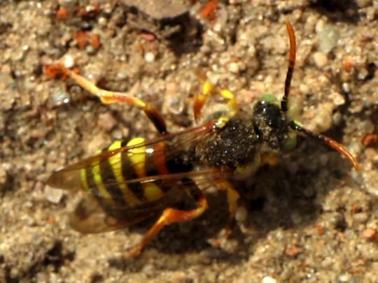 Nomada, Wespenbienen