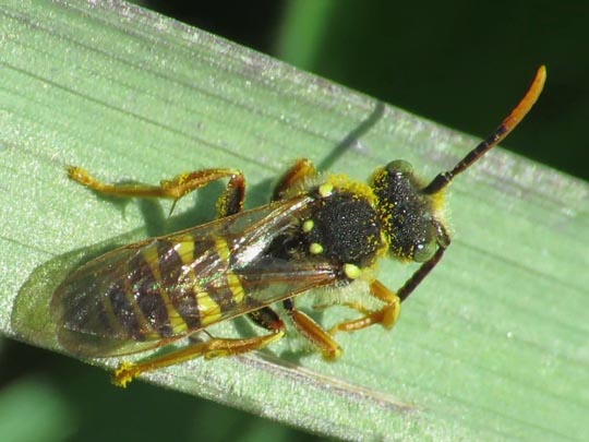 Nomada, Wespenbienen