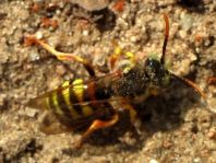 Nomada, Wespenbienen