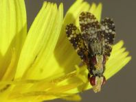 Bohrfliege, Tephritidae