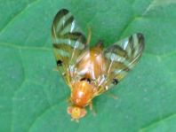 Myoleja lucida