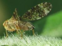 Oxyna parietina