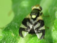 Urophora cf. cardui