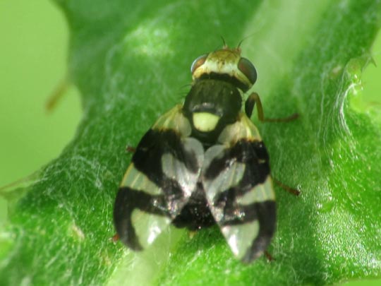 Urophora cf. stylata