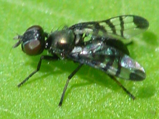 Rivellia syngenesiae