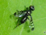 Rivellia syngenesiae
