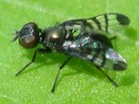 Rivellia syngenesiae