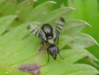 Rivellia syngenesiae