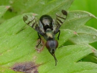 Rivellia syngenesiae