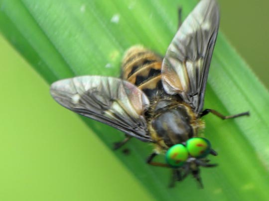 Chrysops, Bremse
