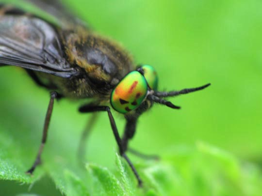 Chrysops, Bremse