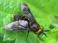 Chrysops