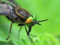 Chrysops