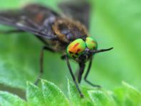 Chrysops