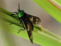 Chrysops