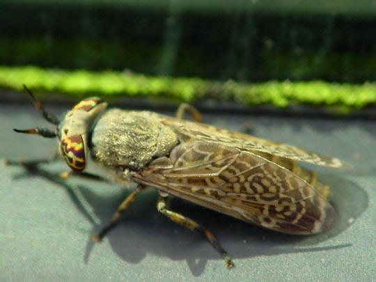 haematopota, Bremse