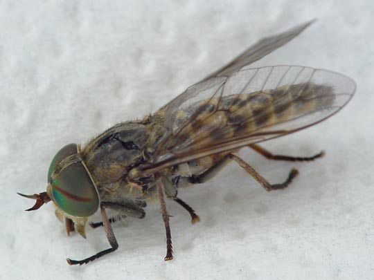 Tabanus bromius, Bremse