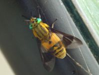 Chrysops viduatus