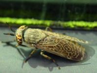 Haematopota sp.