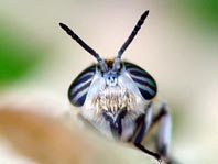 Heptatoma pellucens, Bremse