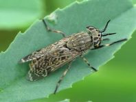 Haematopota sp.