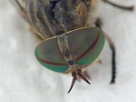 Tabanus bromius