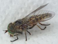 Tabanus bromius