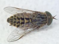 Tabanus bromius