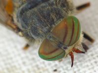 Hybomitra sp.