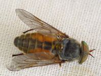 Hybomitra sp.