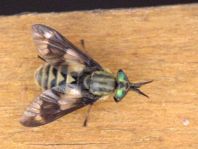 Chrysops sp.