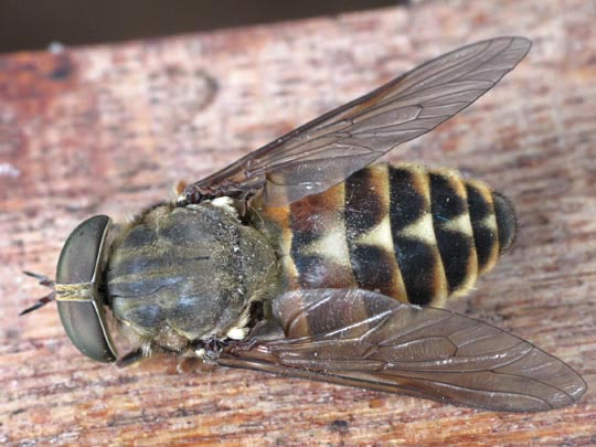 Tabanus, Bremse