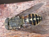 Tabanus