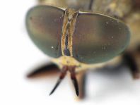 Tabanus