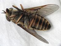 Tabanus