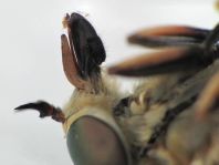 Tabanus
