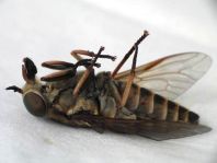 Tabanus