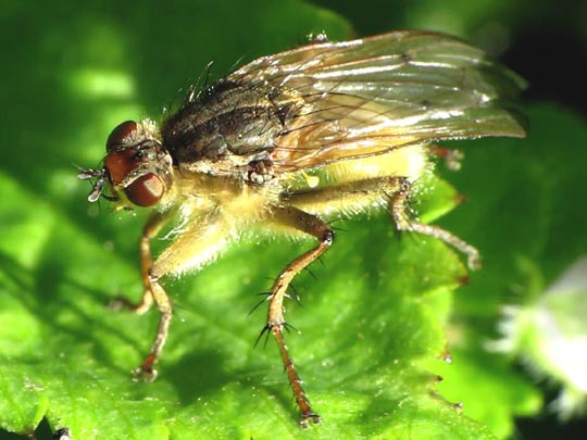 Gelbe Dungfliege, Scatophaga stercoraria