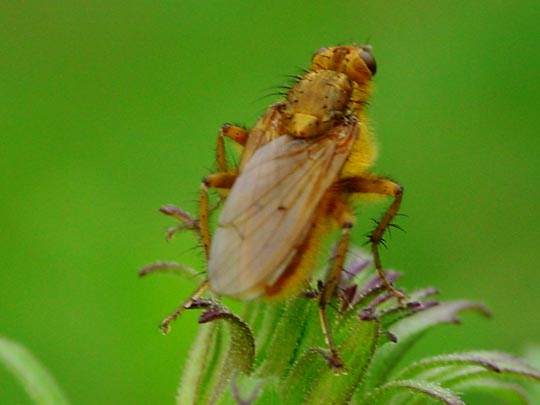 Gelbe Dungfliege, Scatophaga stercoraria