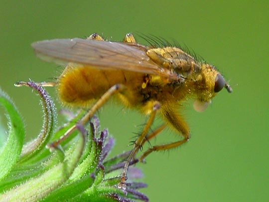 Gelbe Dungfliege, Scatophaga stercoraria
