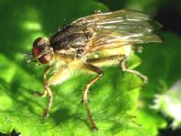 Gelbe Dungfliege, Scatophaga stercoraria