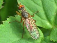 Scatophaga sp.