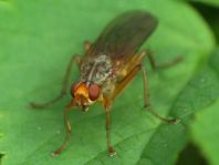 Scatophaga sp.