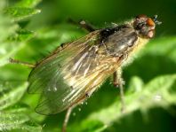 Gelbe Dungfliege, Scatophaga stercoraria