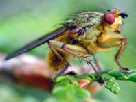 Gelbe Dungfliege, Scatophaga stercoraria